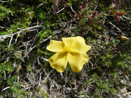 Cistaceae della Riserva Naturale Orientata Torre Salsa